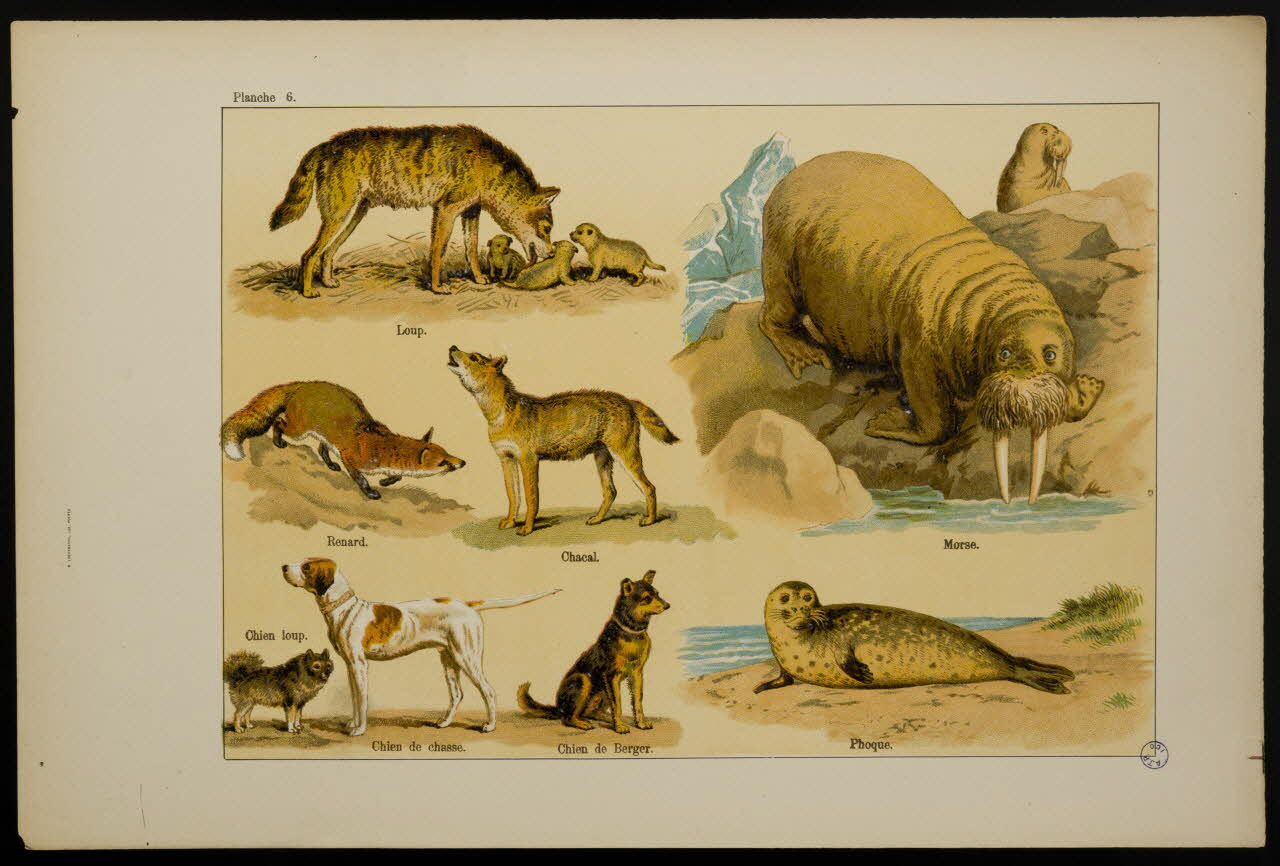 estampe Animaux 1991.17.19 Photo