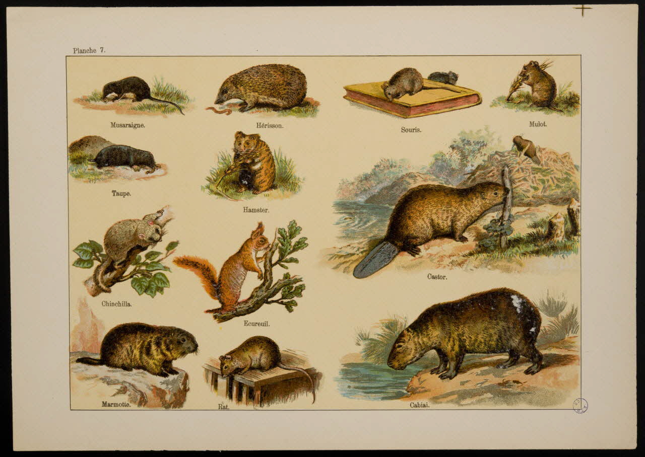 estampe Animaux 1991.17.20 Photo