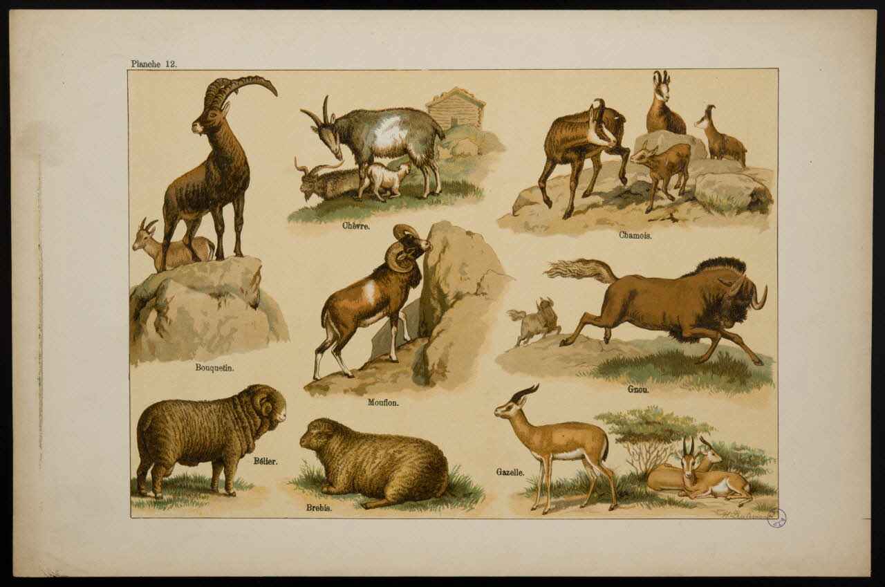 estampe Animaux 1991.17.21 Photo