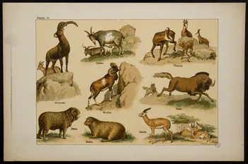 estampe Animaux 1991.17.21  Photo
