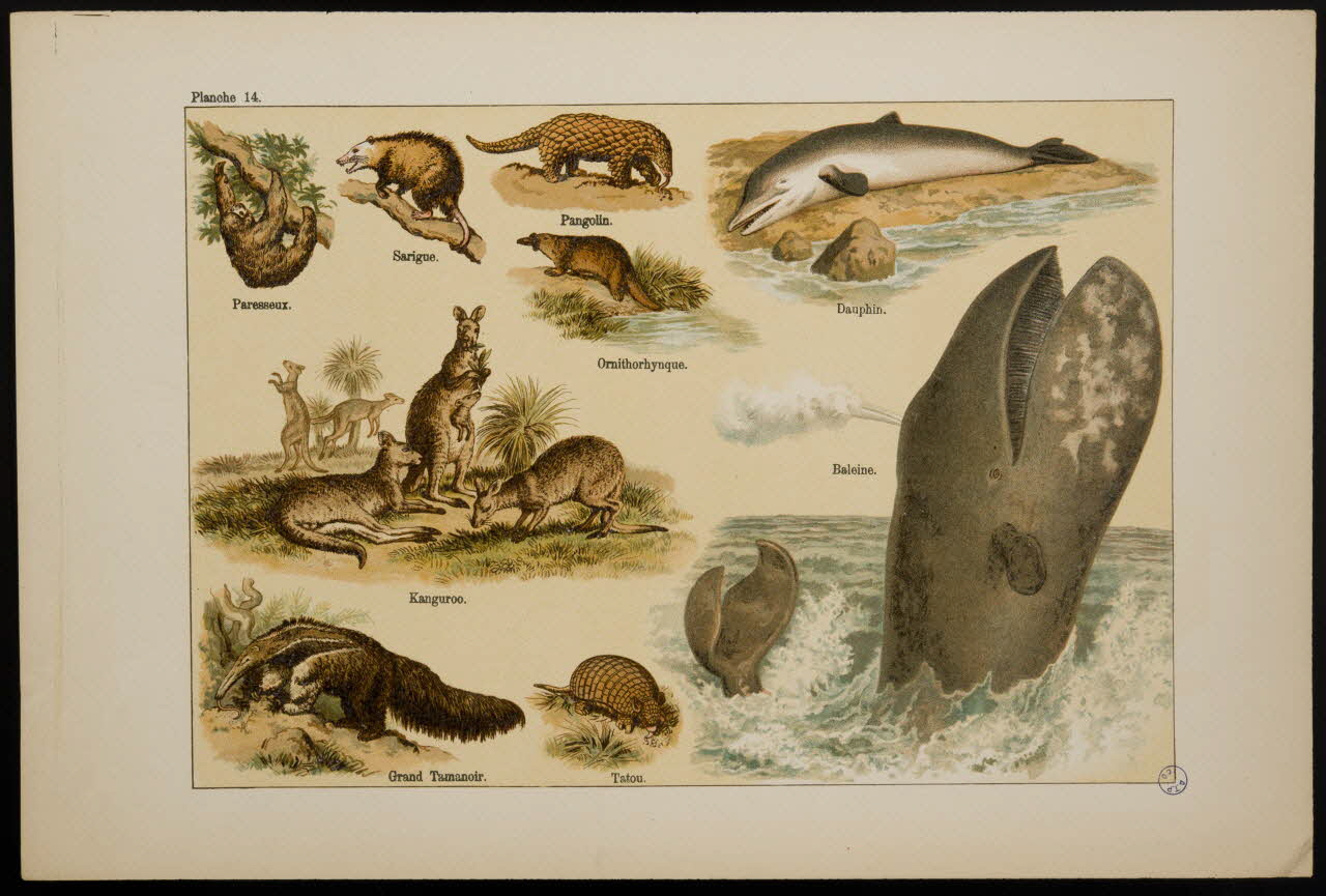 estampe Animaux 1991.17.22 Photo