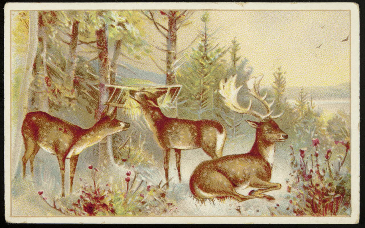 carte réclame Un grand cerf et deux jeunes cerfs sont dans la forêt 1998.77.123.1 Photo