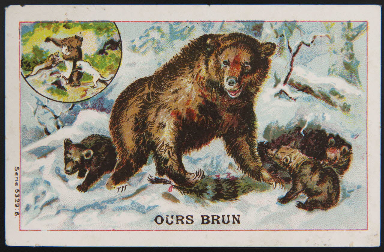 carte réclame OURS BRUN 1998.77.195.1 Photo