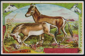 carte réclame KULAN 1998.77.196.1  Photo