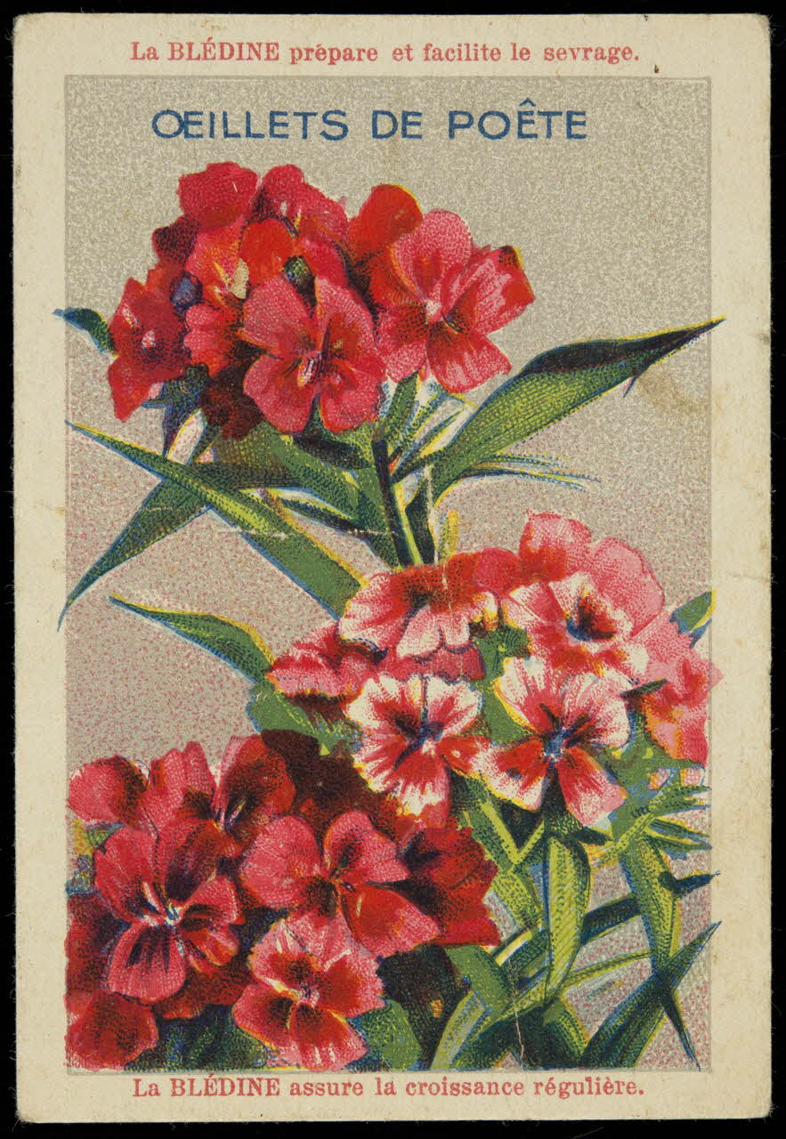 carte réclame OEILLETS DE POETE 1998.77.209.1 Photo