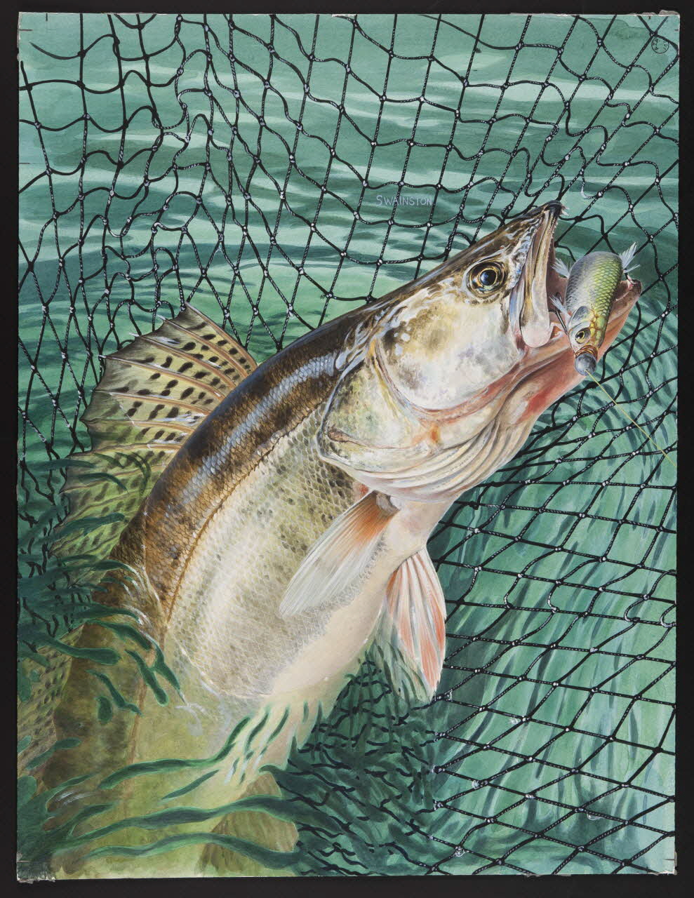 dessin Le sandre au filet 2002.14.1 Photo