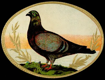 étiquette Pigeon voyageur 2002.70.27 Photo