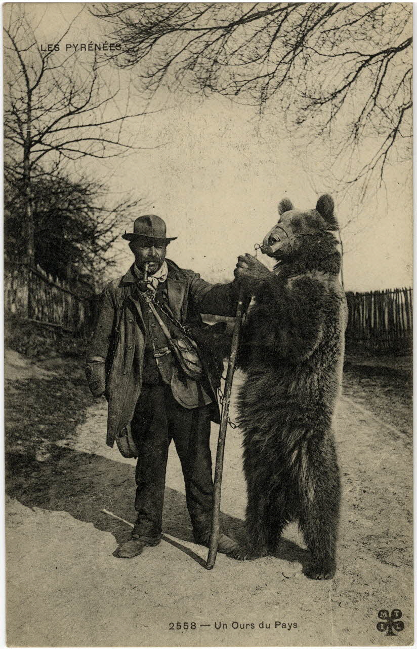 Les Pyrénées. 2558. Un ours du pays. Sou.10.95.2 Photo