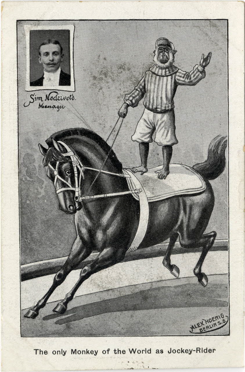 The only monkey of the world as jockey-rider Sou.12.11.2 Photo