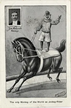 The only monkey of the world as jockey-rider Sou.12.11.2 Photo