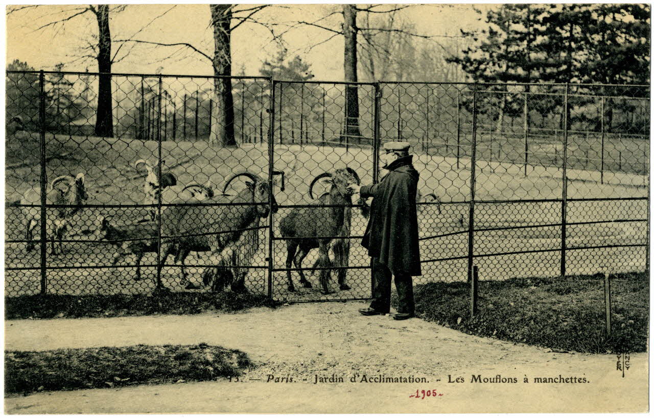 Royer Paris, Jardin d'Acclimatation. Les mouflons à manchettes. 1905 Paris, Nancy (54) 1905 Sou.20.105.2 Photo