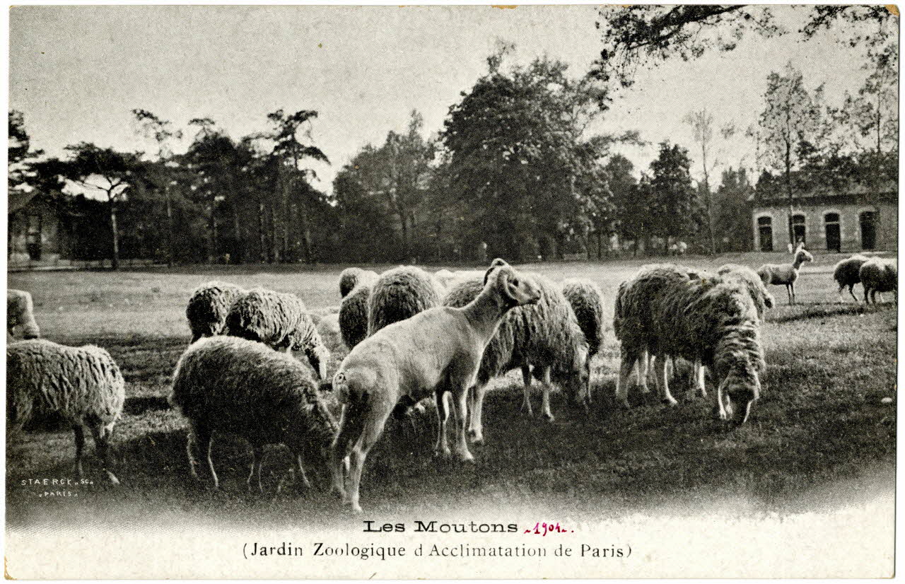 Royer Paris, Jardin d'Acclimatation. Les moutons 1904 Paris, Nancy (54) 1904 Sou.20.106.1 Photo