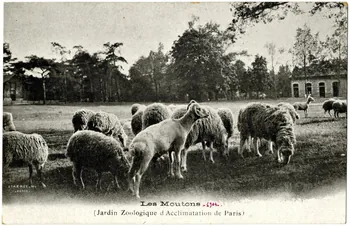 Royer Paris, Jardin d'Acclimatation. Les moutons 1904 Paris, Nancy (54) 1904 Sou.20.106.1 Photo