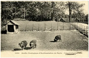 Ernest Louis Le Deley Jardin zoologique d'Acclimatation de Paris. Les moutons d'Ouessant. 1918 Paris, Paris (75) 1918 Sou.20.107.1 Photo