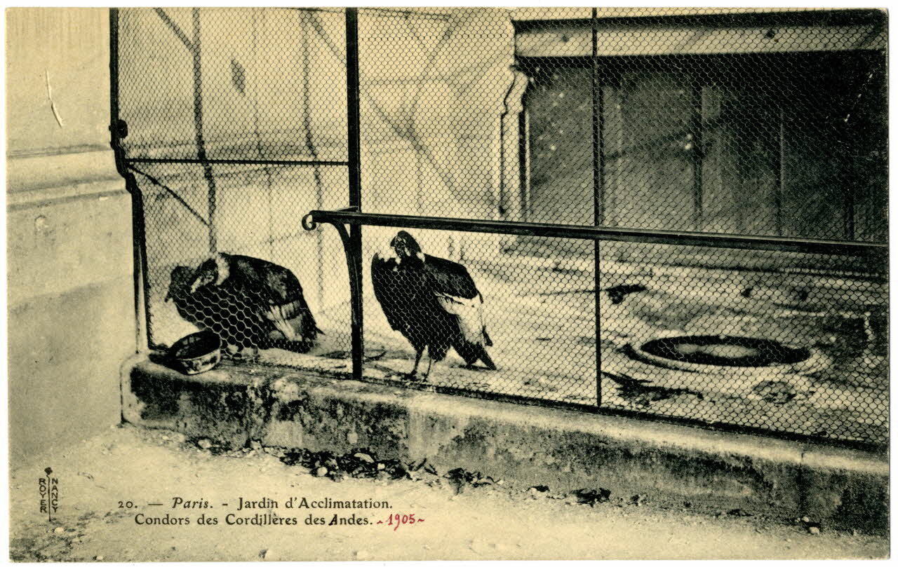 Royer Paris, Jardin d'Acclimatation. Condors des Cordillères des Andes 1905 Paris, Nancy (54) 1905 Sou.20.108.1 Photo