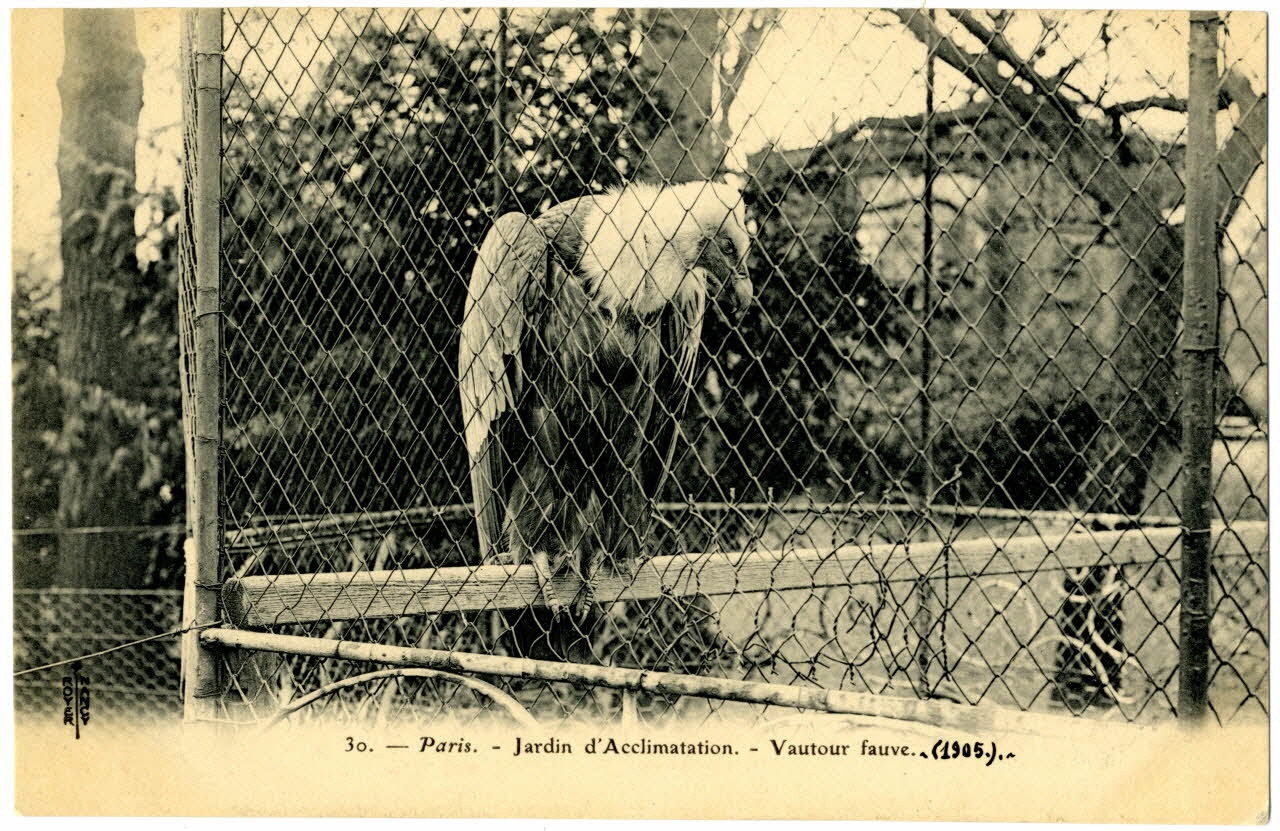 Royer Paris, Jardin d'Acclimatation. Vautour fauve 1905 Paris, Nancy (54) 1905 Sou.20.108.2 Photo