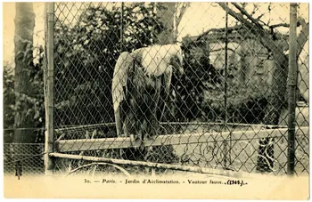 Royer Paris, Jardin d'Acclimatation. Vautour fauve 1905 Paris, Nancy (54) 1905 Sou.20.108.2 Photo