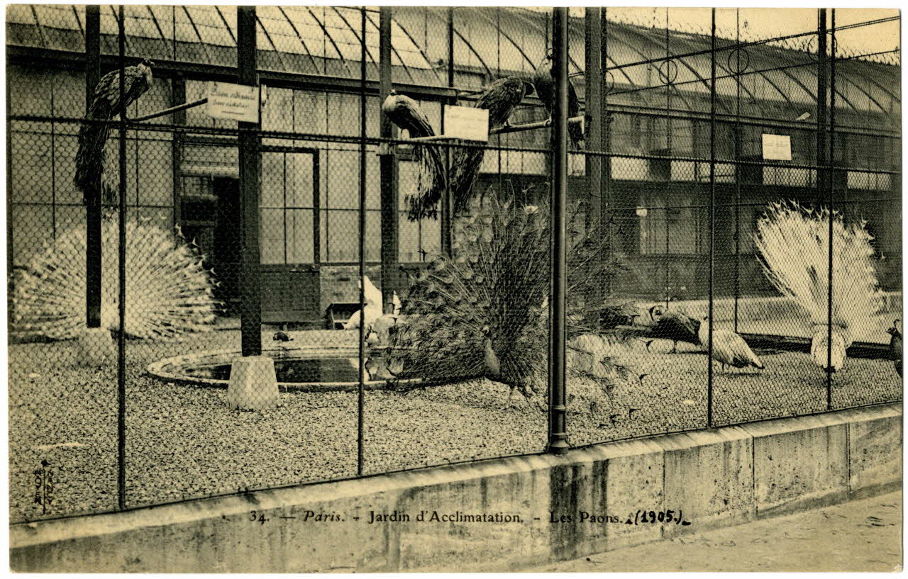 Royer Paris, Jardin d'Acclimatation. Les Paons. 1905 Paris, Nancy (54) 1905 Sou.20.111.1 Photo