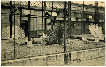 Royer Paris, Jardin d'Acclimatation. Les Paons. 1905 Paris, Nancy (54) 1905 Sou.20.111.1 Photo