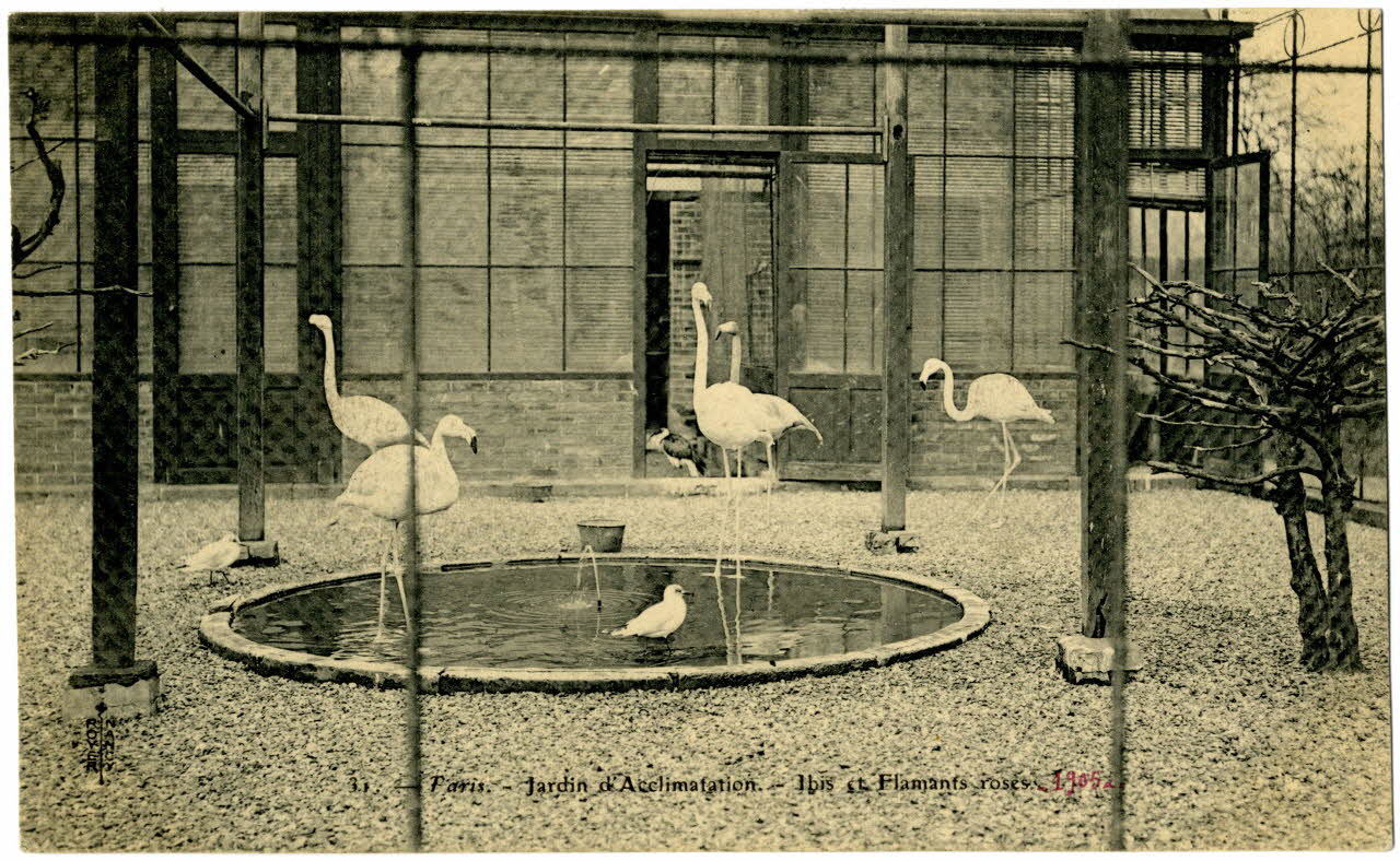 Royer Paris, Jardin d'Acclimatation. Ibis et flamants roses. 1905 Paris, Nancy (54) 1905 Sou.20.115.2 Photo