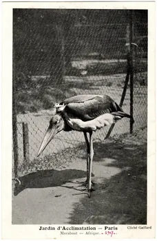 Gaillard Jardin d'Acclimatation, Paris, marabout d'Afrique. 1907 Paris 1907 Sou.20.117.1 Photo