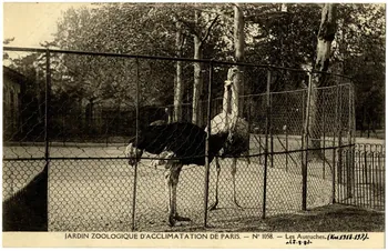 Jardin zoologique d'Acclimatation de Paris. Les autruches (vers 1918-19?) Sou.20.122.1 Photo