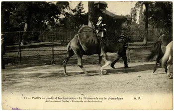 Paris, Jardin d'Acclimatation. La promenade sur le dromadaire Sou.20.66.1 Photo