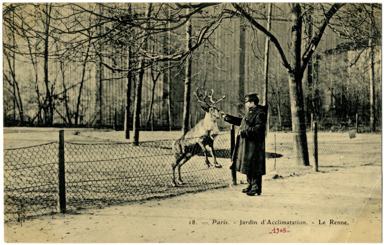 Royer Paris, Jardin d'Acclimatation. Le renne. 1905 Paris, Nancy (54) 1905 Sou.20.73.1 Photo