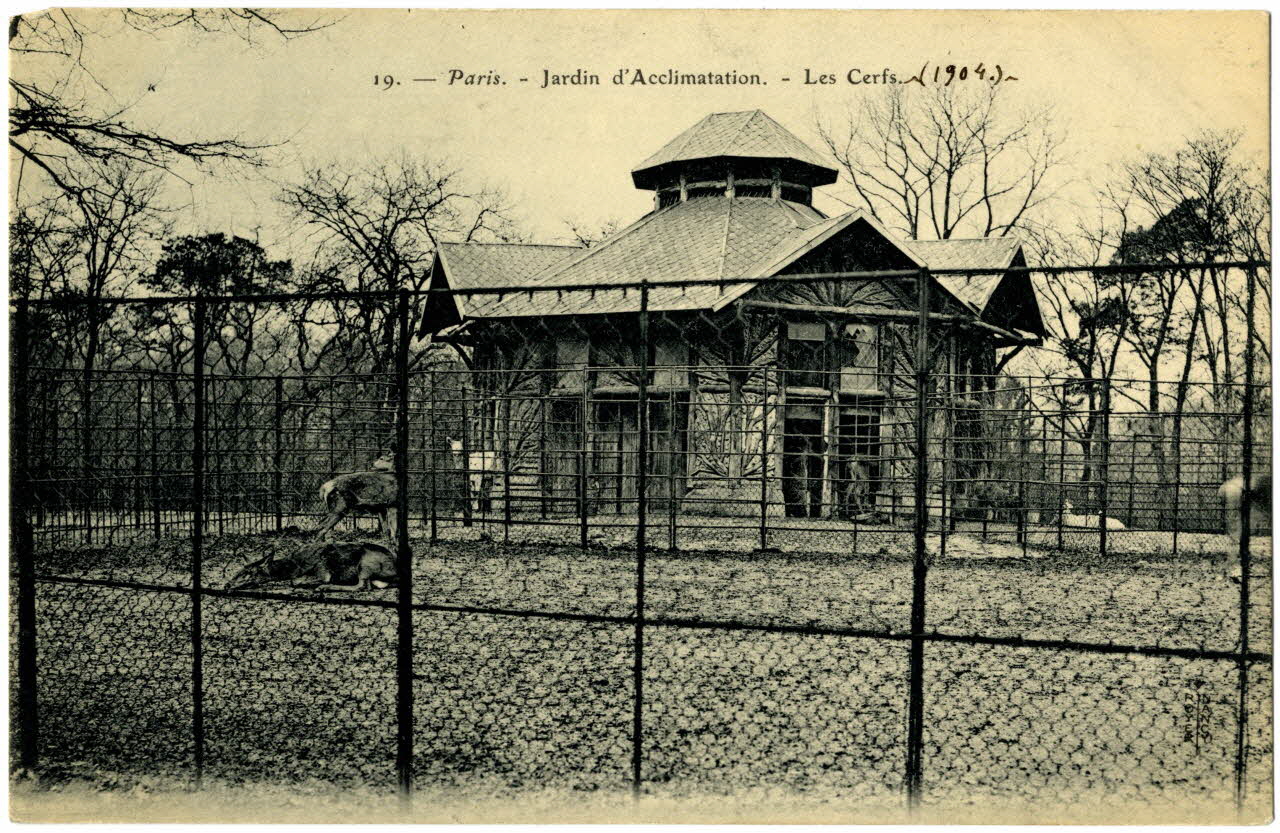 Royer Paris, Jardin d'Acclimatation. Les cerfs. 1904 Paris, Nancy (54) 1904 Sou.20.74.1 Photo