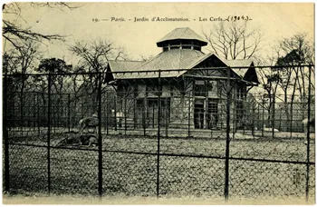 Royer Paris, Jardin d'Acclimatation. Les cerfs. 1904 Paris, Nancy (54) 1904 Sou.20.74.1 Photo