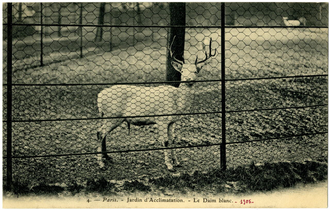 Royer Paris, Jardin d'Acclimatation. Le daim blanc 1905 Paris, Nancy (54) 1905 Sou.20.79.1 Photo