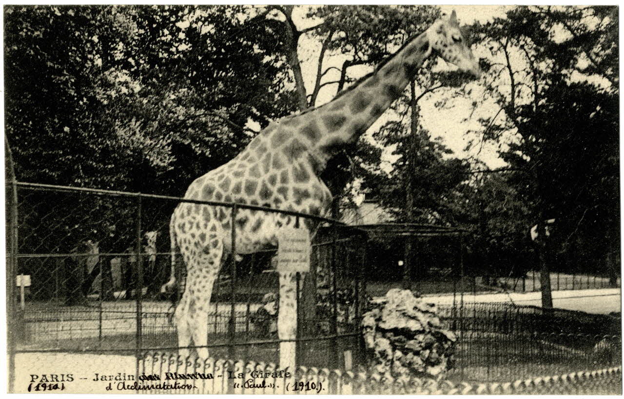 I.P.M. "Paris (1910). Jardin d'Acclimatation. La girafe ""Paul""" Paris, Paris (75) 1910 Sou.20.83.2 Photo
