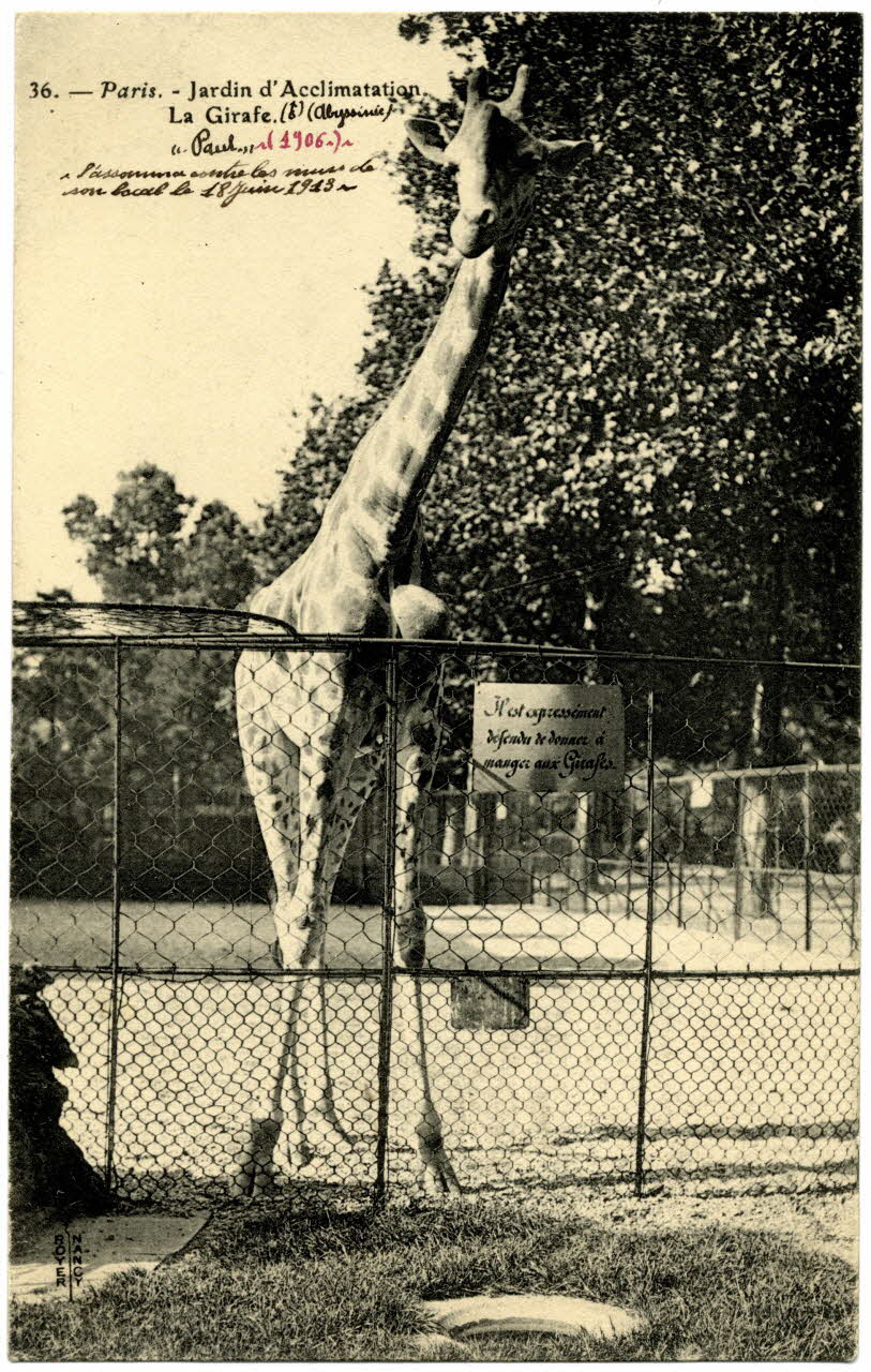 Royer "Paris, Jardin d'Acclimatation. La girafe ""Paul"" (Abyssinie) 1906 s'assomma contre les murs de son local le 18 juin 1913." Paris, Nancy (54) 1906 Sou.20.84.1 Photo