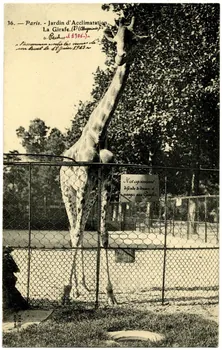 Royer "Paris, Jardin d'Acclimatation. La girafe ""Paul"" (Abyssinie) 1906 s'assomma contre les murs de son local le 18 juin 1913." Paris, Nancy (54) 1906 Sou.20.84.1 Photo