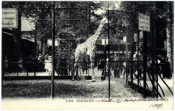 "Jardin zoologique d'Acclimatation de Paris. Les girafes. ""Mireille"" morte fin 1919 ou début de 1920" Sou.20.84.2 Photo