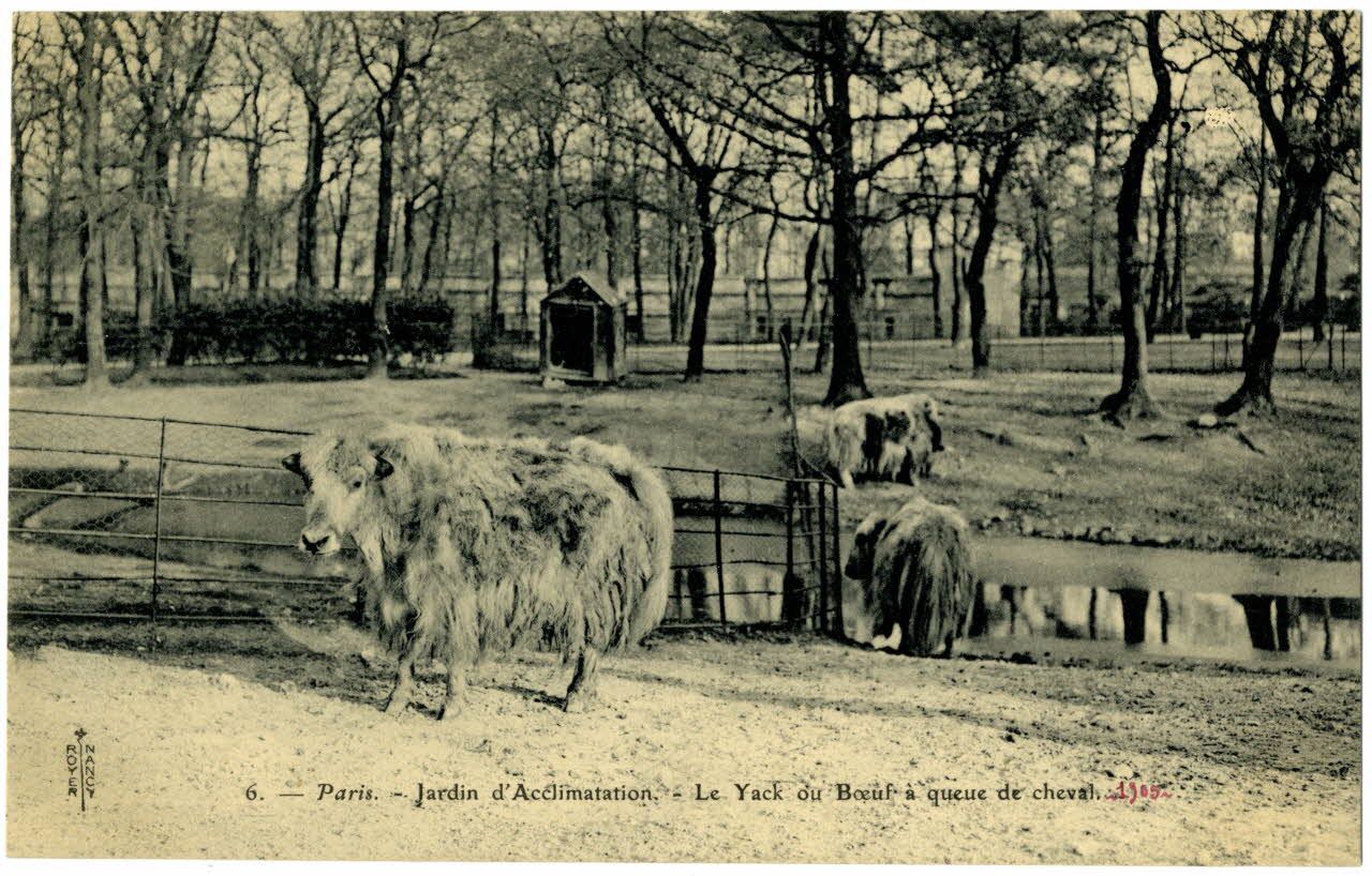 Royer Paris, Jardin d'Acclimatation . Le yack ou bœuf à queue de cheval. 1905 Paris, Nancy (54) 1905 Sou.20.87.1 Photo