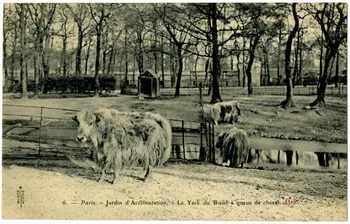 Royer Paris, Jardin d'Acclimatation . Le yack ou bœuf à queue de cheval. 1905 Paris, Nancy (54) 1905 Sou.20.87.1 Photo