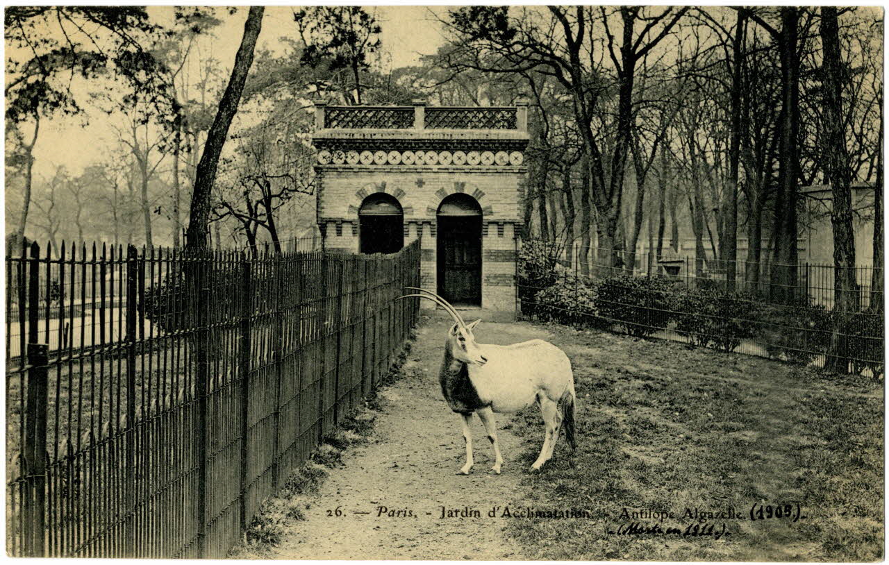 Royer Paris, Jardin d'Acclimatation. 1905 Antilope algazelle morte en 1911 Paris, Nancy (54) 1905 Sou.20.95.1 Photo