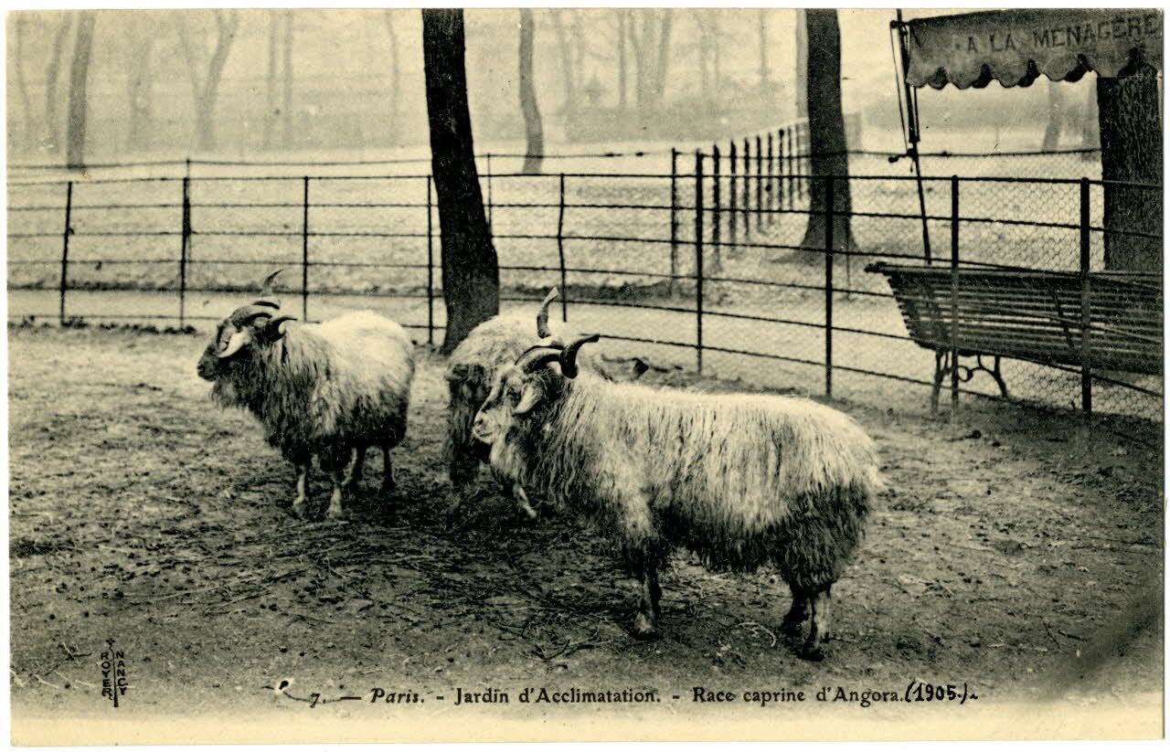 Royer Paris, Jardin d'Acclimatation. 1905 Race caprine d'angora Paris, Nancy (54) 1905 Sou.20.97.2 Photo