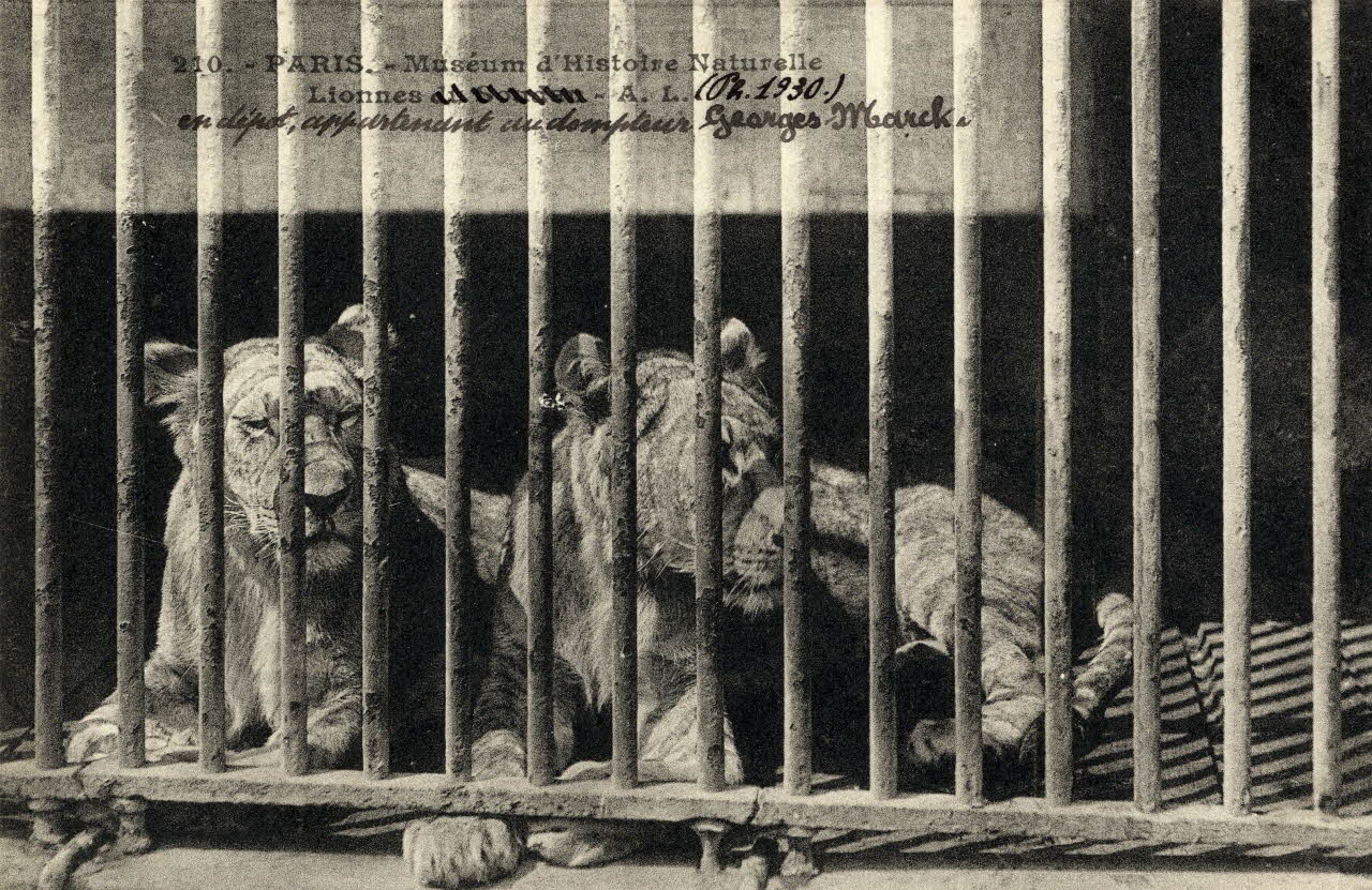 André Leconte 210. Paris. Muséum d'histoire naturelle. (1930). Lionnes en dépôt appartenant au dompteur Georges Marck. Au verso : à l'exception de ces 2 lionnes, les autres animaux du dompteur Georges Marck (1 lion et 2 lionnes achetés à la maison H. Fockelmann et 2 jeunes lionnes produites par le lion et une des lionnes au jardin des plantes, furent vendus au dompteur Willy, lorque celui-ci monta ménagerie dans le premier semestre de 1933 (Il les vendit, la même année, à M. Duvernet (Mur de la Mort) chez qui il continuera de les présenter Paris 1930 Sou.4.107.1 Photo
