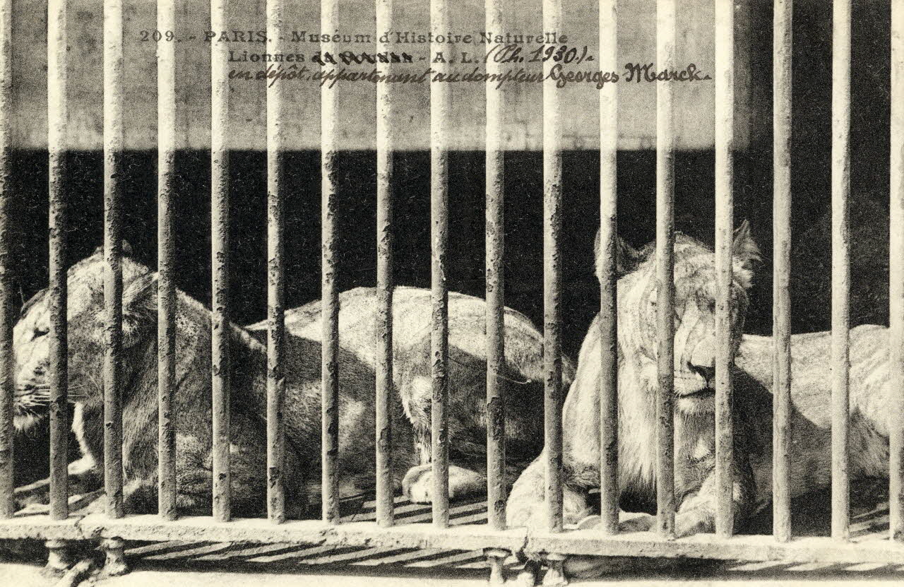 André Leconte "209. Paris. Muséum d'histoire naturelle. (1930); Lionne en dépôt appartenant au dompteur Georges Marck." Paris 1930 Sou.4.107.2 Photo
