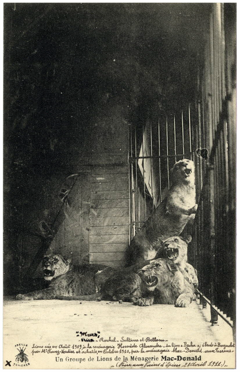 Abeille Un groupe de lions de la ménagerie Mac Donald. (Foire aux Pains d'Epices, 23 avril 1911). Mars, Rachel, Sultane et Musette, lions nés en août 1909 à la ménagerie Homède Alexandre, du lion Pacha élevés à Bagnolet par M. Favrey-Verdier et achetés en octobre 1910 par la ménagerie Mac-Donal aux Ternes. [Au verso :] Bellone, morte d'une pleurésie, le 19 mars 1914 (fête des boulevards Ney et Ornano) Paris, Asnières (92) 1911/4/23 Sou.4.131.2 Photo