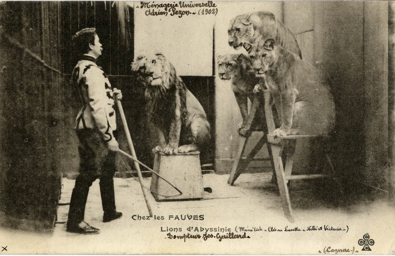 Charles Collas et Cie Chez les fauves. Lions d'Abyssinie (Mélénik, Cléo ou Lucette, Nelli et Victoire). Dompteur Jos. Gaillard. Ménagerie universelle Adrien Pezon (1902). [Au verso ]: Groupe ayant travaillé avec les dompteurs Gaillard, Adrien Pezon, Valtor et Bardlay. Corrèze, Cognac (16) 1902 Sou.4.14.2 Photo