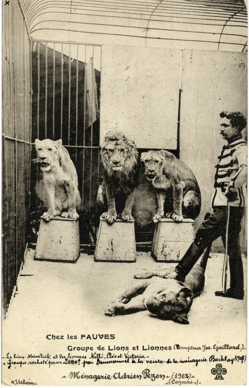 Charles Collas et Cie Chez les Fauves. Ménagerie Adrien Pezon (1902) Cognac. Groupe de lions et lionnes (dompteur Jos. Gaillard). Le lion Mélénik et les lionnes Nelli, Cléo et Victoria. Groupe racheté pour 2000f. par Emmanuel à la vente de la ménagerie Bardlay (1907). Au verso : lions achetés par A. pezon à Hagenbeck. Corrèze, Cognac (16) 1902 Sou.4.15.2 Photo