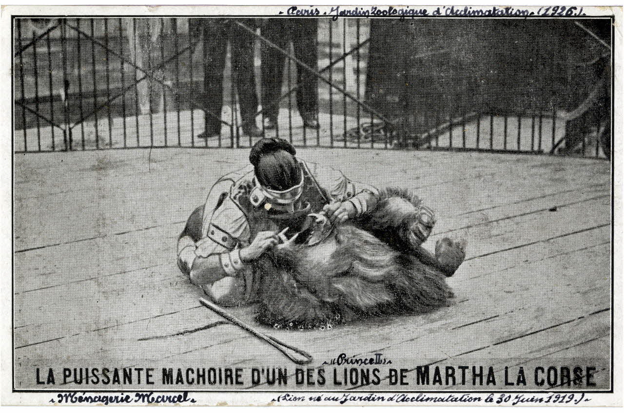 Anonyme Paris, jardin zoologique d'acclimatation 1926. Prince II. La puissante machoire d'un des lions de Martha la Corse. Ménagerie Marcel. (lion né au jardin d'acclimatation le 30 juin 1919). Paris 1926 Sou.4.157.1  Photo Mucem