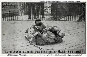 Anonyme Paris, jardin zoologique d'acclimatation 1926. Prince II. La puissante machoire d'un des lions de Martha la Corse. Ménagerie Marcel. (lion né au jardin d'acclimatation le 30 juin 1919). Paris 1926 Sou.4.157.1 Photo