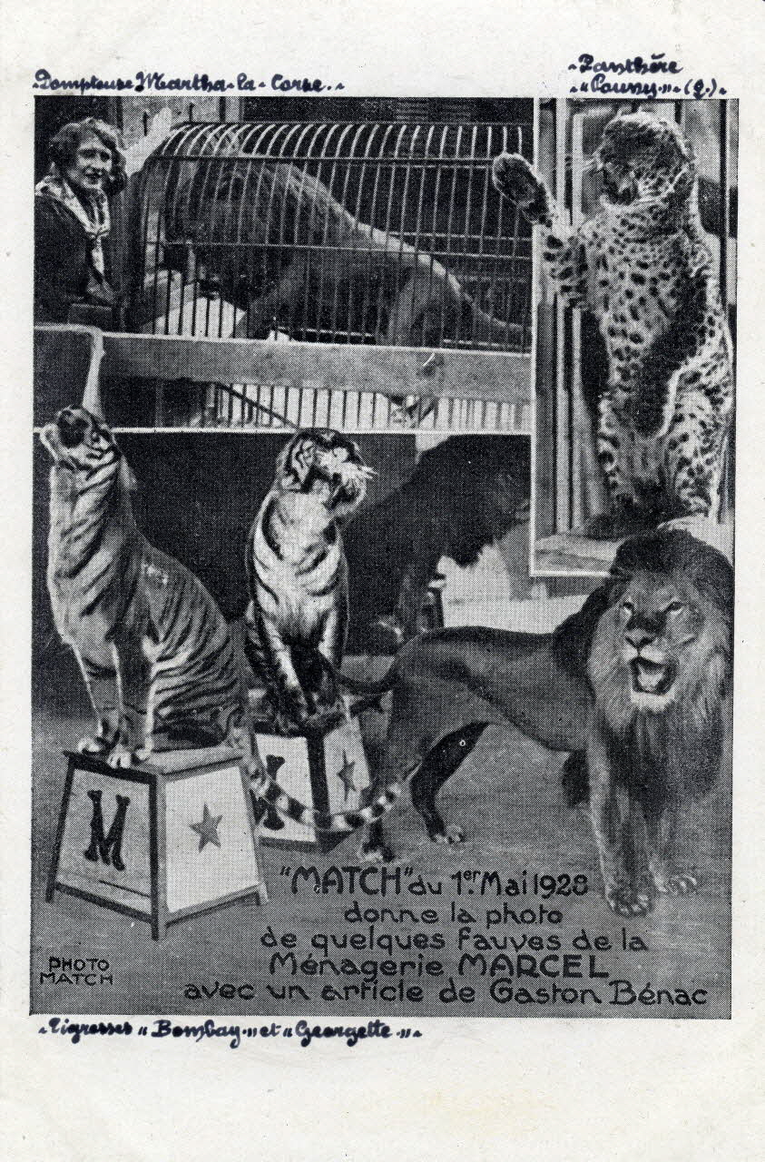L. Peppy """Match"" du 1er Mai 1928 donne la photo de quelques fauves de la ménagerie Marcel avec un article de Gaston Bénac. [de gauche à droite :] Dompteuse Martha la Corse, tigresses Bombay et Georgette, panthère Poussy (femelle)" 1931 Sou.4.159.1  Photo Mucem / Peppy, L.