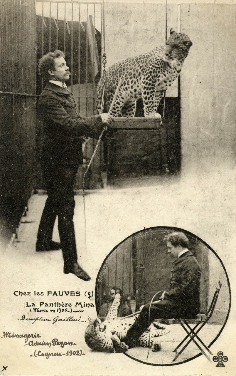 Chez les fauves. Ménagerie Adrien Pezon (1902. Cognac).Chez les fauves. La panthère Mina (morte en 1906). Dompteur Gaillard. [Au verso :]  Panthère ayant travaillé avec les dompteurs Gaillard et Valtor. La panthère Mina ayant fait l'admiration, en raison de sa douceur, d'une spectatrice qui à cause d'elle était devenue une habituée de la Ménagerie Adrien Pezon, fut enterrée aux frais de celle-ci au cimetière des Chiens de l'Ile des Ravageurs à Asnières et elle lui fit élever un monument sur lequel on a gravé, par erreur, le mot lionne au lieu de panthère Corrèze 1902 Sou.4.17.1 Photo