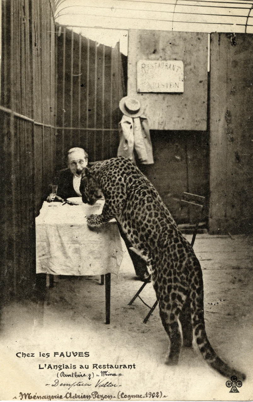 Charles Collas et Cie Ménagerie Adrien Pezon (Cognac. 1902). Chez les fauves. L'anglais au restaurant. Panthère femelle Mina. Dompteur Valtor. Corrèze, Cognac (16) 1902 Sou.4.17.2 Photo