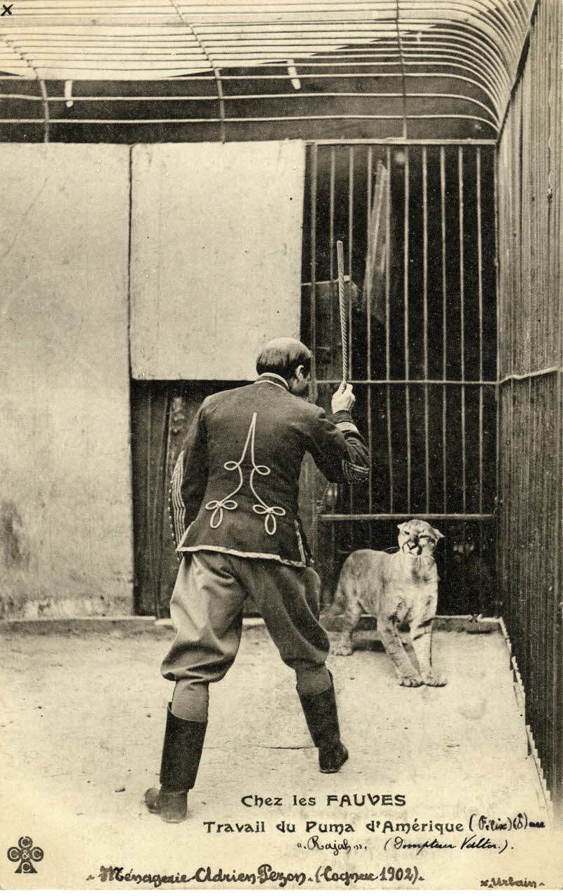 Charles Collas et Cie Ménagerie Adrien Pezon (Cognac. 1902). Chez les fauves. Travail du puma d'Amérique Félix mâle au Rajah. Dompteur Valtor. Urbain. [Au verso :] Au fond le garçon de cage Urbain cousin de Mme Pezon mère. Achat à vente Barklay par Homède Alexandre et revendu à Rambaud (de Marseille). Puma ayant travaillé avec les dompteurs Valtor, Frachet, Gauthier dit Luciano dit Mark Henri, Bardlay, Mlle Louby Perdowaska, Chassaing dit Richard's. Corrèze, Cognac (16) 1902 Sou.4.18.1 Photo